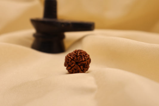 5 मुखी रुद्राक्ष