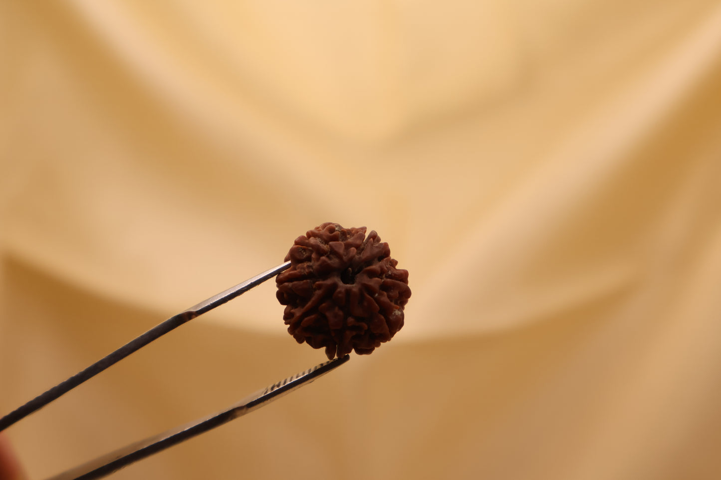 8 मुखी रुद्राक्ष