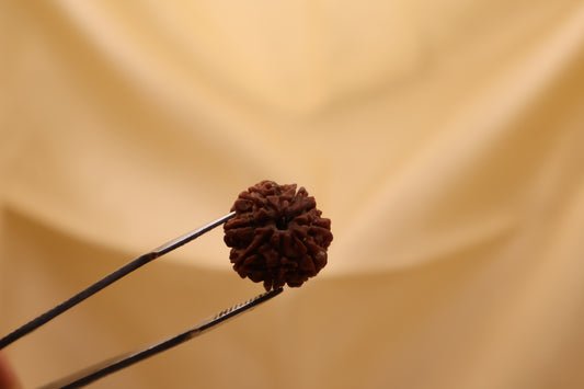 8 मुखी रुद्राक्ष