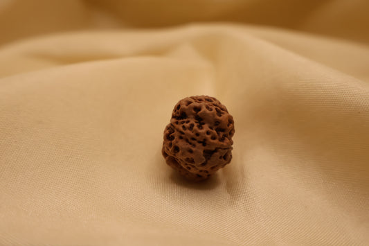 11 Mukhi Rudraksha