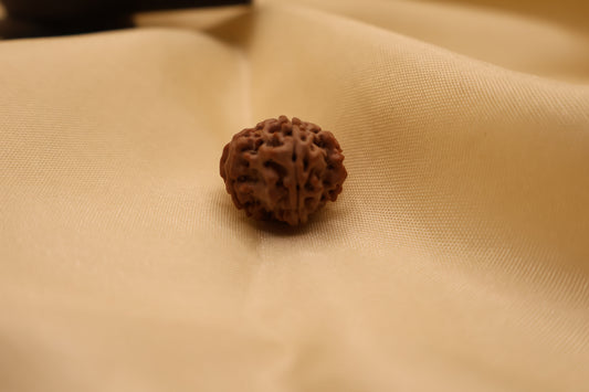 12 मुखी रुद्राक्ष