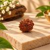 12 Mukhi Rudraksha