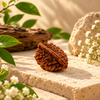 2 Mukhi Rudraksha