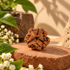 3 Mukhi Rudraksha