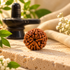 5 Mukhi Rudraksha