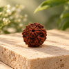 6 Mukhi Rudraksha