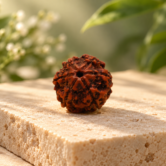 6 Mukhi Rudraksha