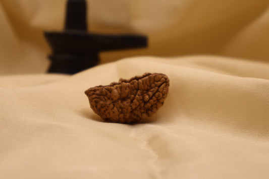 1 मुखी रुद्राक्ष