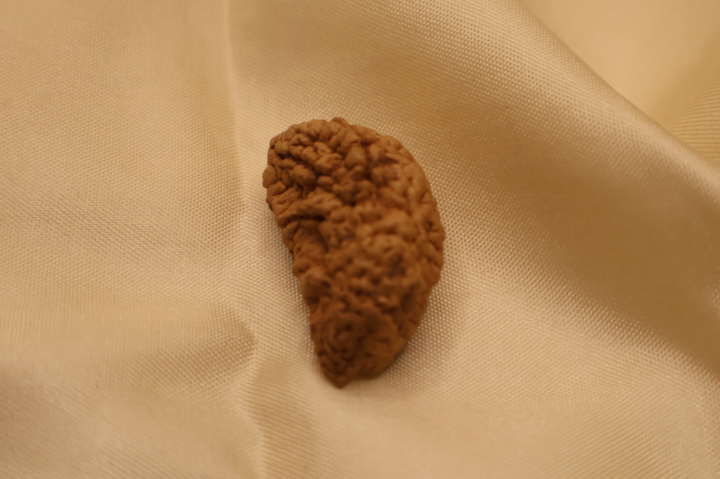1 मुखी रुद्राक्ष