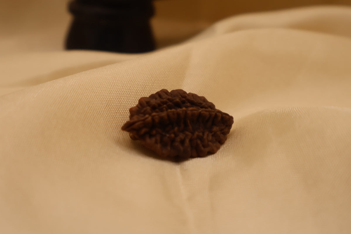 2 Mukhi Rudraksha