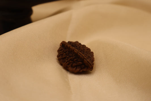 2 Mukhi Rudraksha