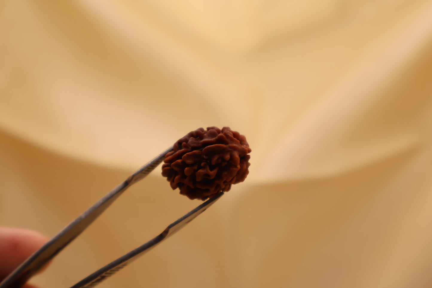 3 मुखी रुद्राक्ष