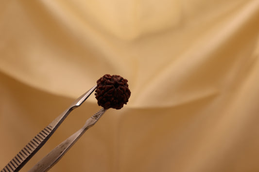 4 मुखी रुद्राक्ष