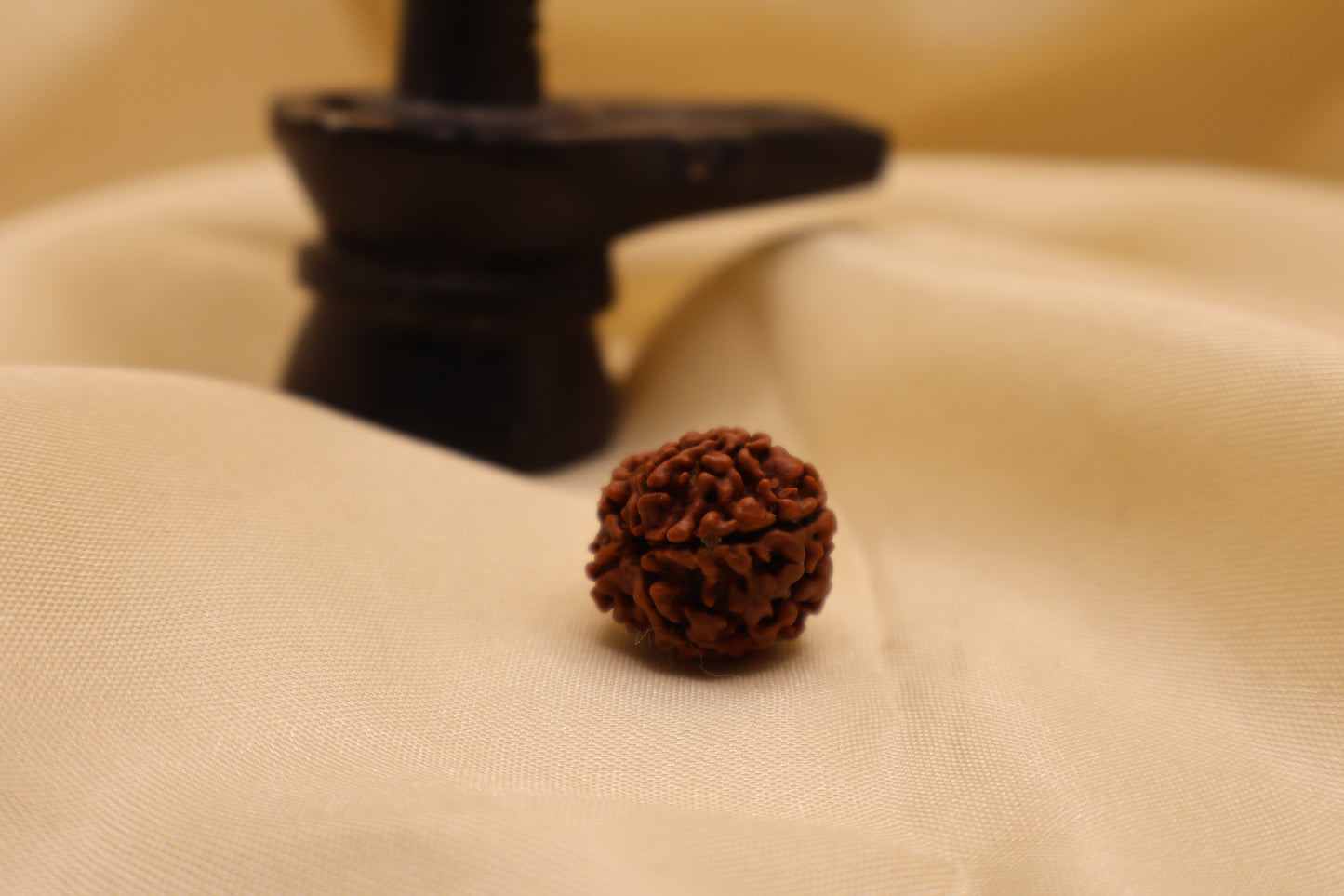 5 मुखी रुद्राक्ष