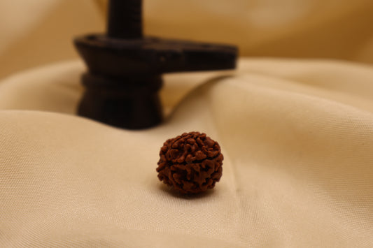 5 मुखी रुद्राक्ष