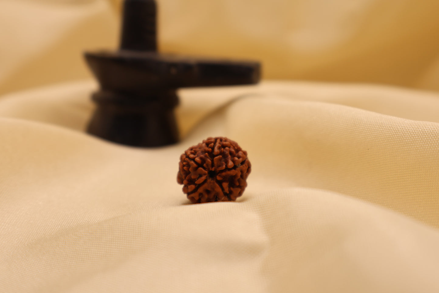 5 मुखी रुद्राक्ष