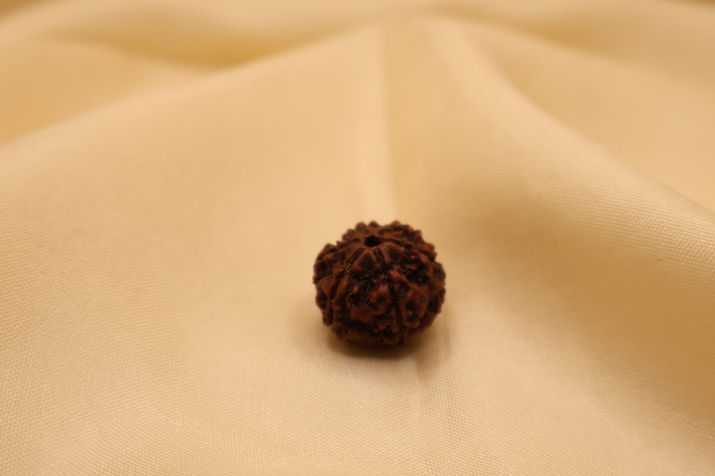 6 मुखी रुद्राक्ष