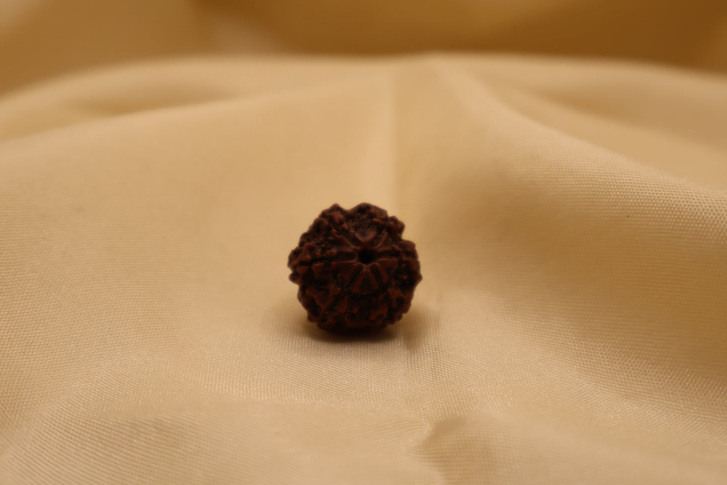 6 मुखी रुद्राक्ष