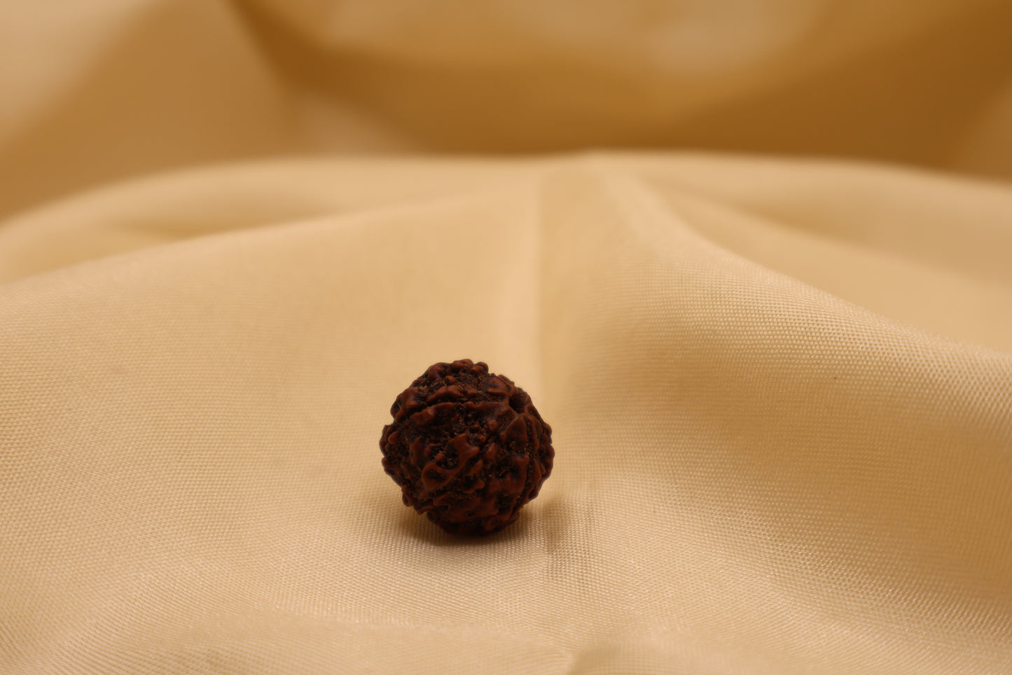 6 मुखी रुद्राक्ष