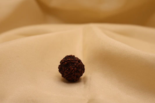 6 मुखी रुद्राक्ष