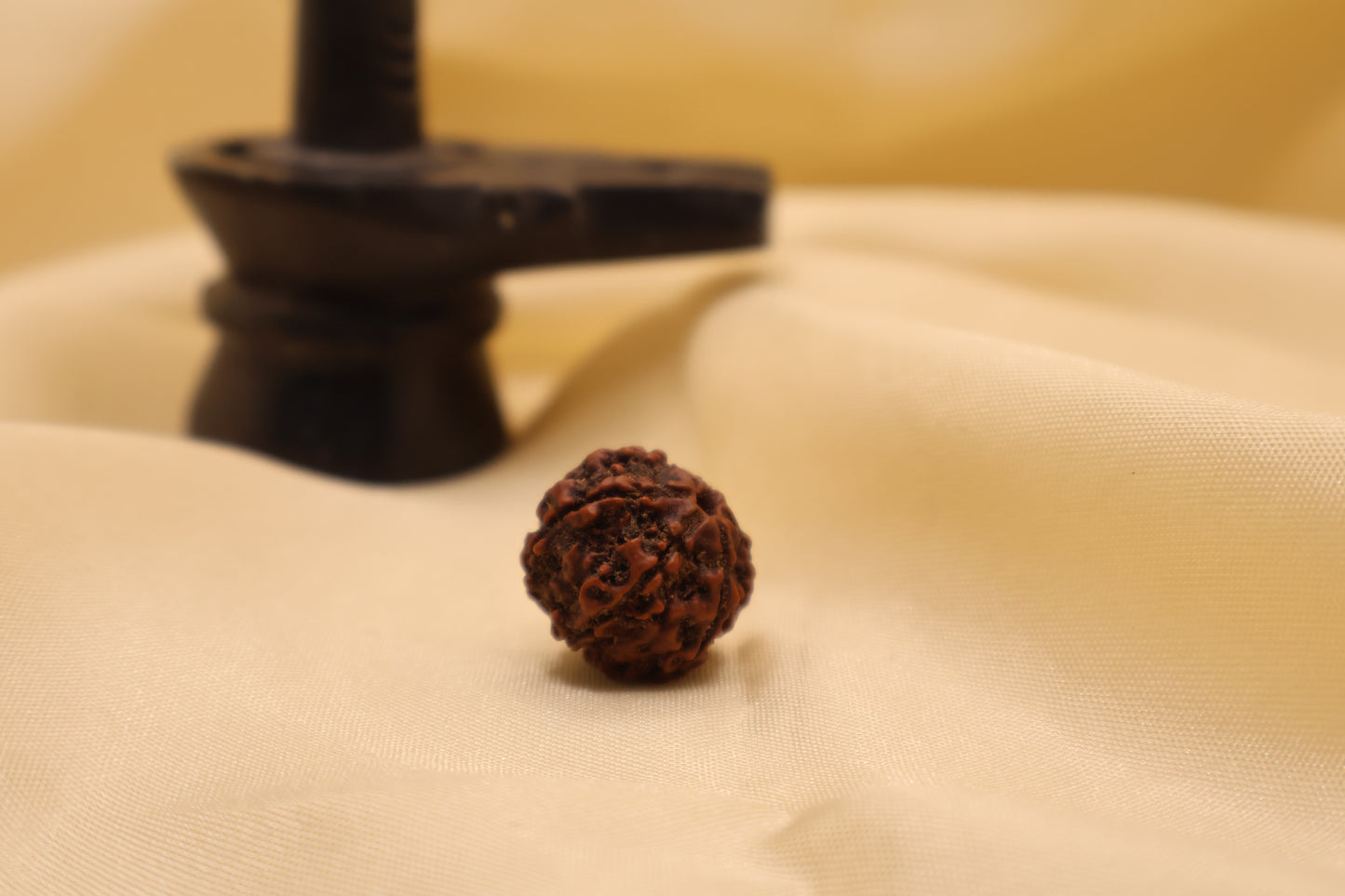 6 मुखी रुद्राक्ष