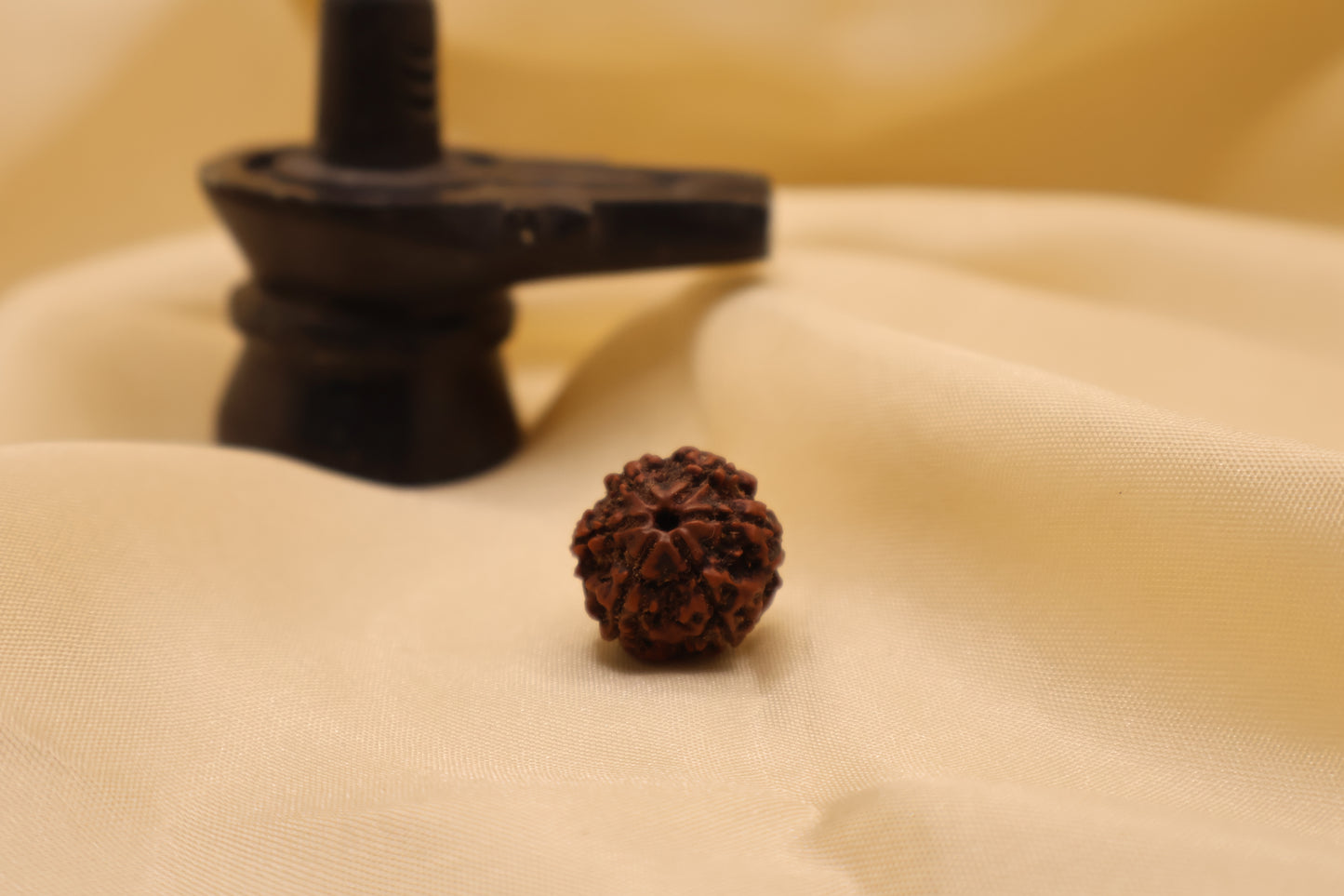 6 मुखी रुद्राक्ष