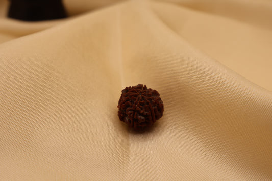 7 Mukhi Rudraksha
