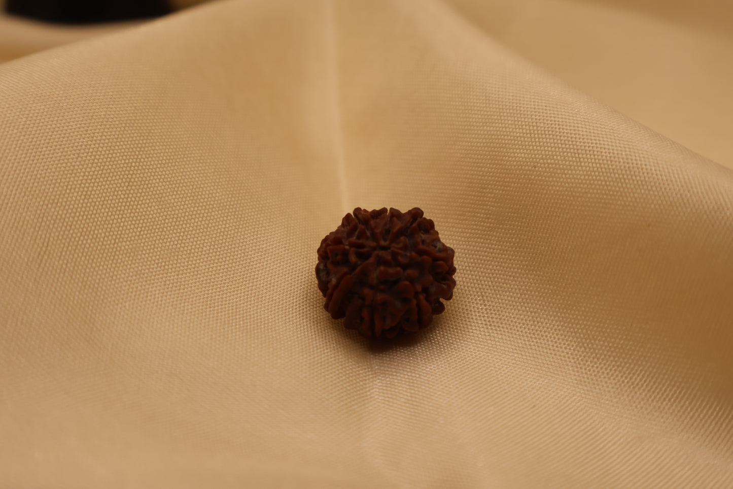7 मुखी रुद्राक्ष