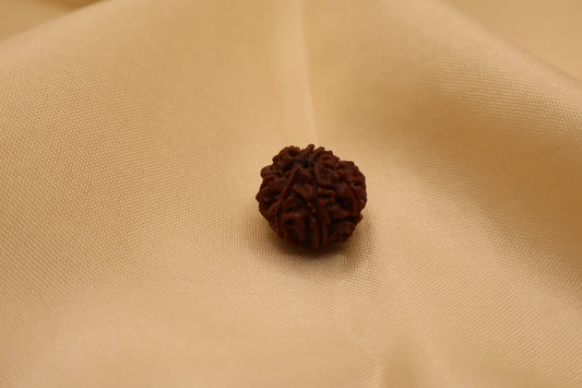8 Mukhi Rudraksha