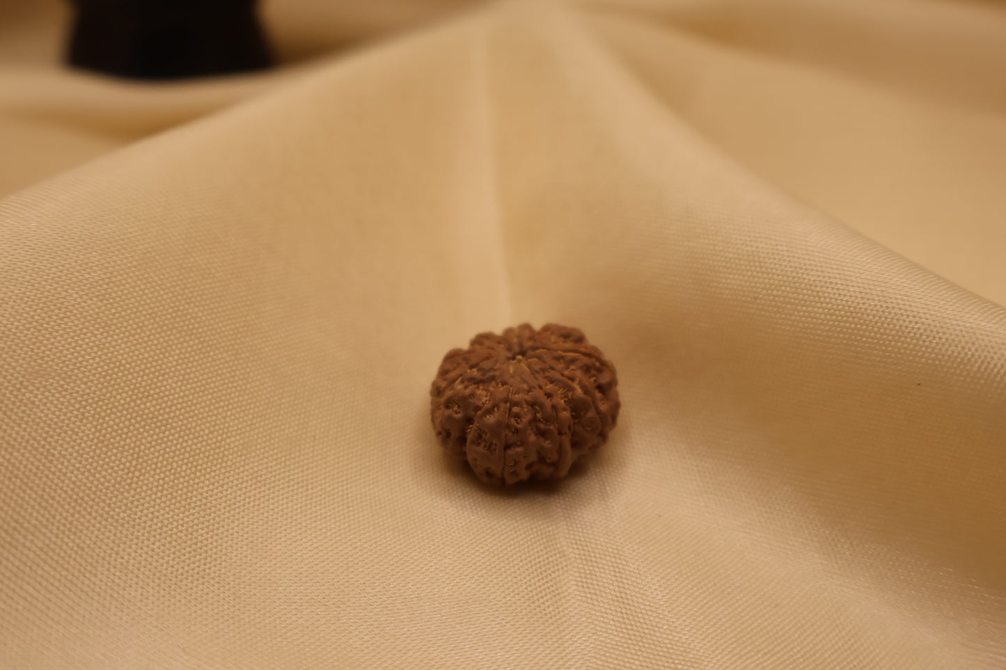 9 मुखी रुद्राक्ष