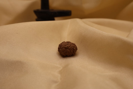 9 मुखी रुद्राक्ष
