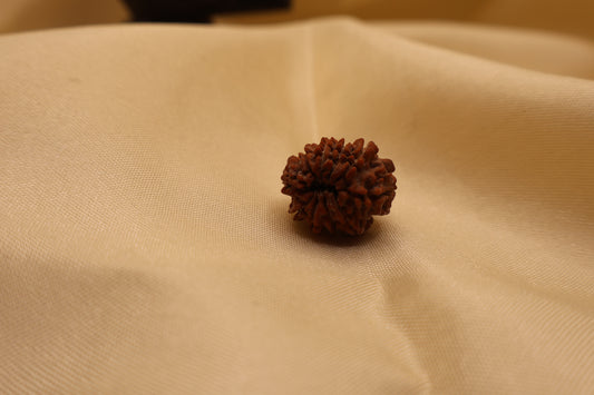 10 मुखी रुद्राक्ष
