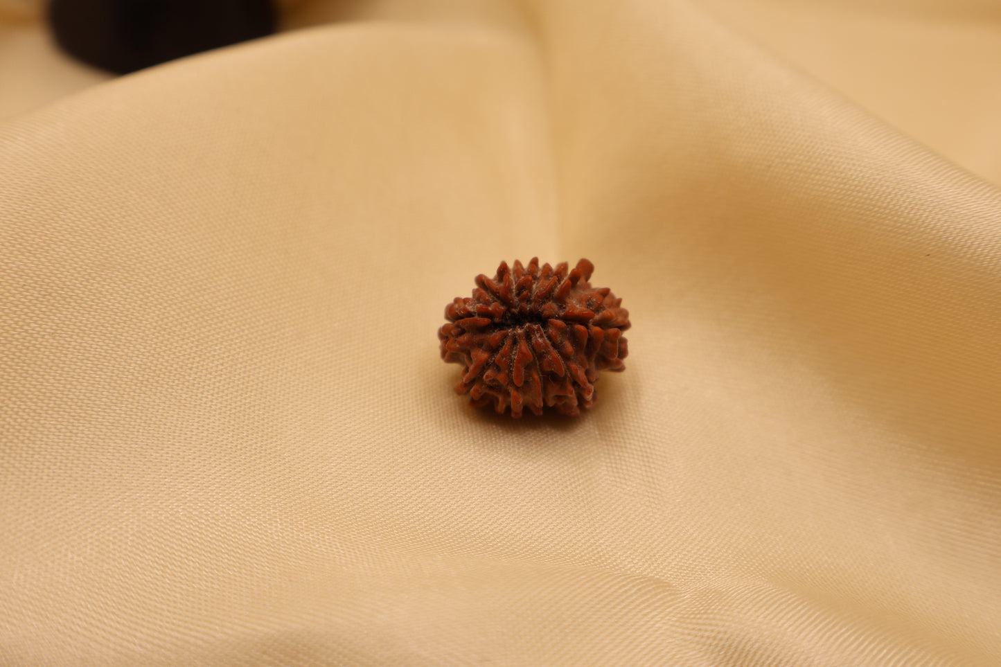10 मुखी रुद्राक्ष