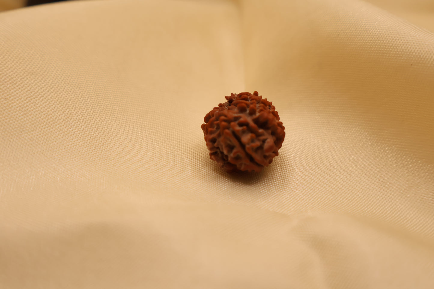 10 मुखी रुद्राक्ष