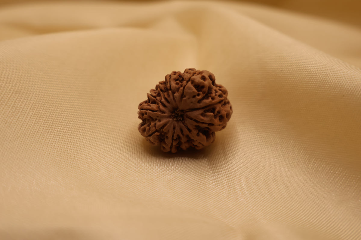 11 मुखी रुद्राक्ष