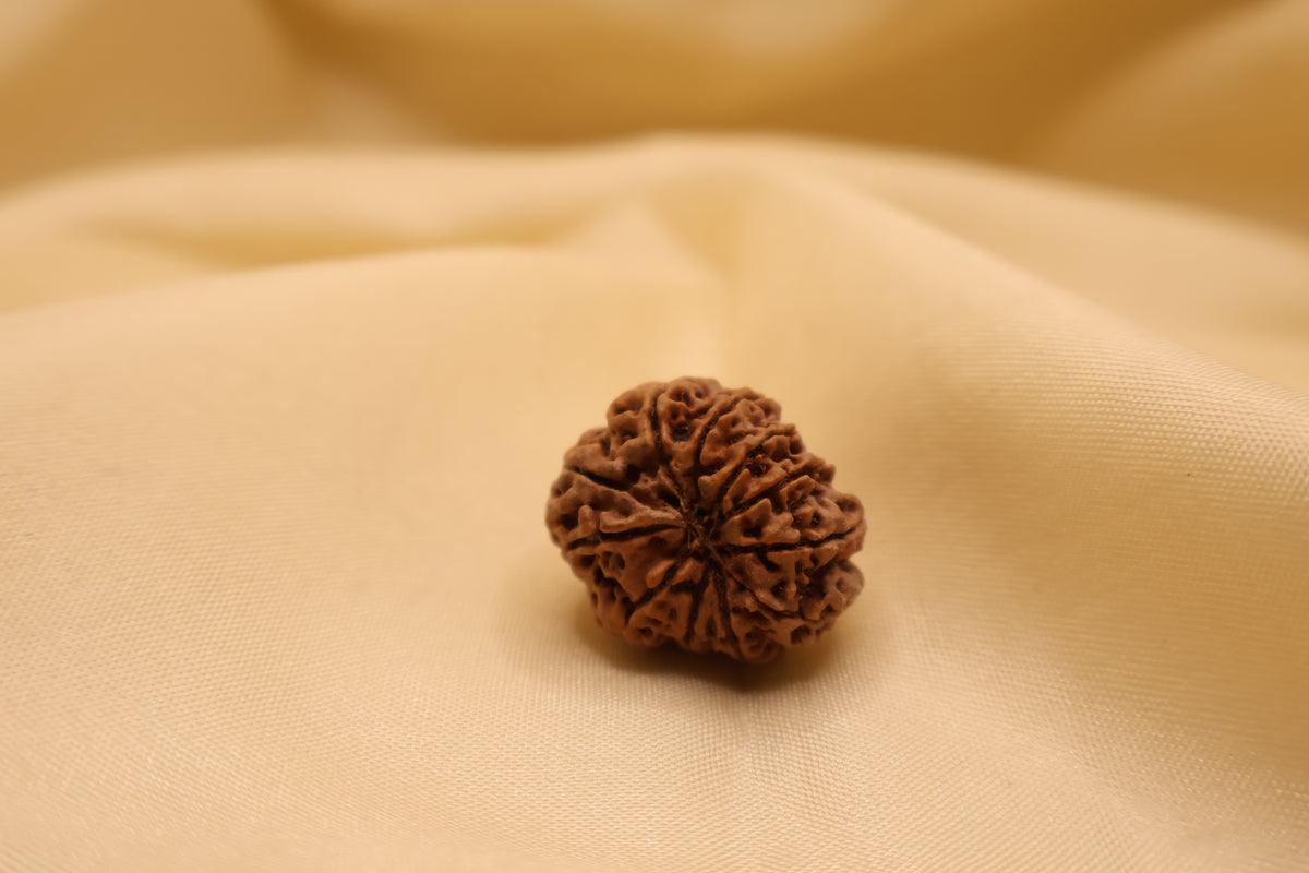 11 मुखी रुद्राक्ष