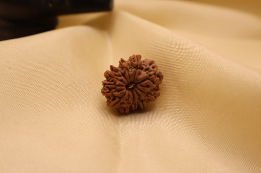 12 मुखी रुद्राक्ष