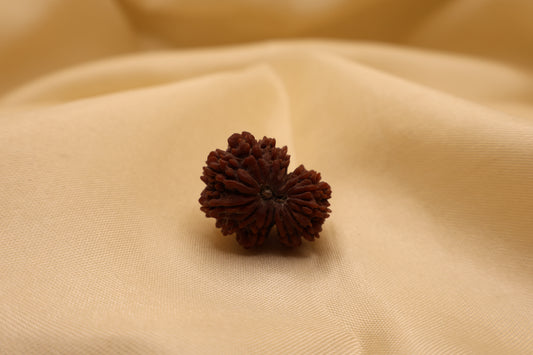 13 मुखी रुद्राक्ष